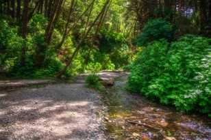 Fern Canyon-7170